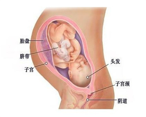 南方卵价医院借卵广州格广州供卵紫朵自怀朵供生子